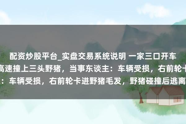 配资炒股平台_实盘交易系统说明 一家三口开车回家过年，凌晨在江西高速撞上三头野猪，当事东谈主：车辆受损，右前轮卡进野猪毛发，野猪碰撞后逃离现场